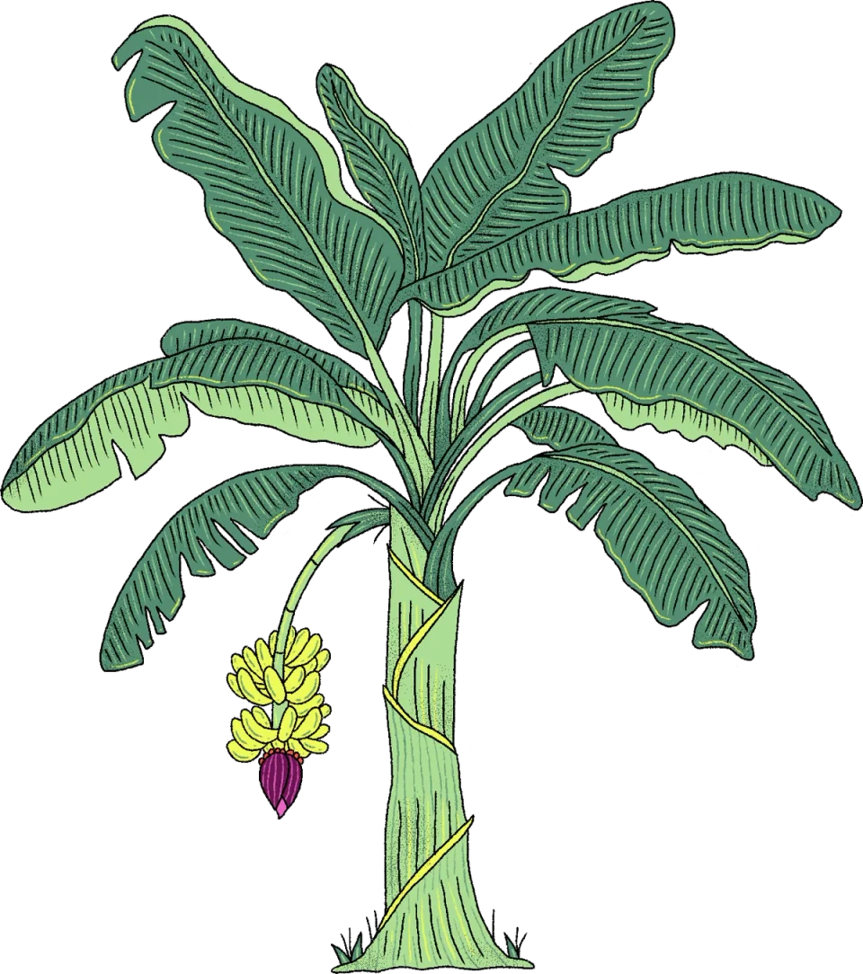 Plantain Tree, from the Canva Represents Colombia collection
