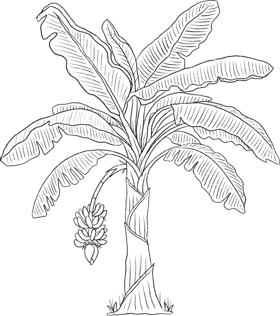 Line sketch: plantain tree