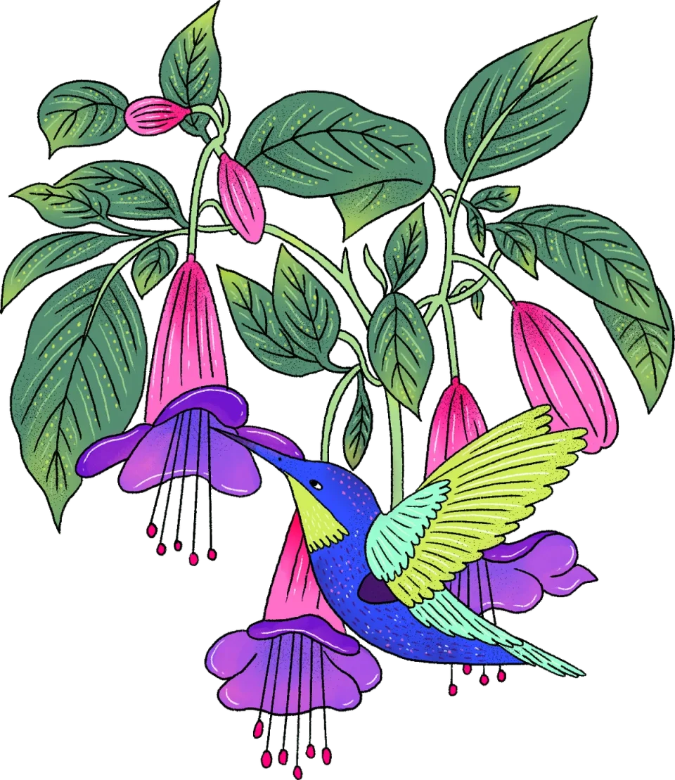 Hummingbird in Flight, from the Canva Represents Colombia collection